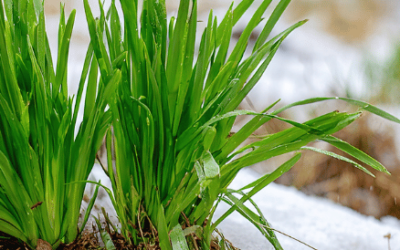 Frühling – es grünt und wächst