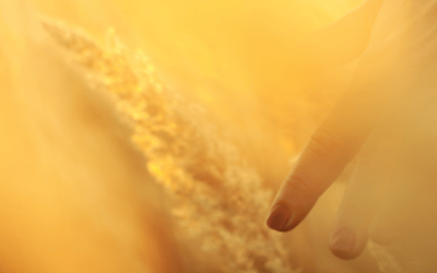 Shiatsu und der Spätsommer